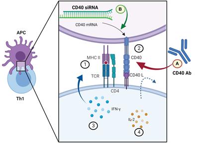 Immunomodulation—a general review of the current state-of-the-art and new therapeutic strategies for targeting the immune system